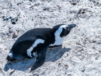 Simon's Town, Boulders Beach